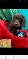 Labradoodle Puppies for sale in Rimersburg, PA 16248, USA. price: NA