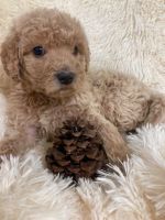 Labradoodle Puppies for sale in Kalispell, MT 59901, USA. price: NA