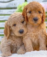 Labradoodle Puppies for sale in Saylorsburg, PA 18353, USA. price: NA