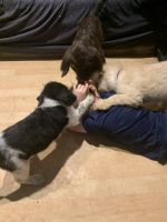 Labradoodle Puppies for sale in Maple Valley, WA 98038, USA. price: NA
