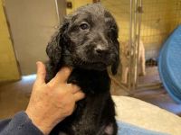 Labradoodle Puppies for sale in Magnolia, TX, USA. price: NA