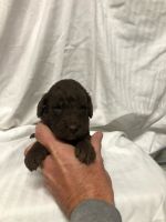 Labradoodle Puppies for sale in Wilson, NC, USA. price: NA