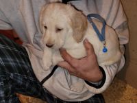 Labradoodle Puppies for sale in Harrisonburg, VA, USA. price: NA