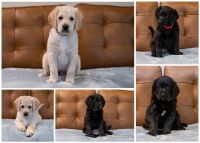 Labradoodle Puppies for sale in Cary, NC 27519, USA. price: NA