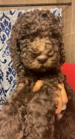 Labradoodle Puppies for sale in Perryton, TX 79070, USA. price: NA