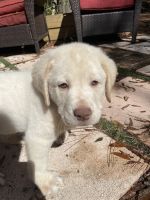 Labradoodle Puppies for sale in Lecanto, FL, USA. price: NA