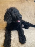 Labradoodle Puppies for sale in East Freetown, MA 02717, USA. price: NA