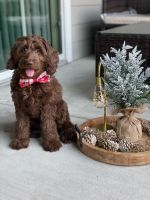 Labradoodle Puppies for sale in Conroe, TX, USA. price: NA