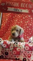 Labradoodle Puppies for sale in Rimersburg, PA 16248, USA. price: NA