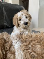 Labradoodle Puppies for sale in St. George, UT, USA. price: NA