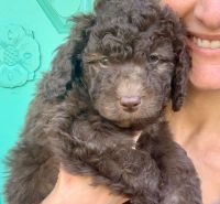 Labradoodle Puppies for sale in Fort Mill, SC, USA. price: NA