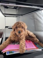 Labradoodle Puppies for sale in Miami, FL 33132, USA. price: NA