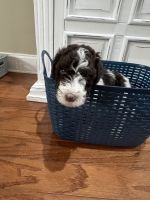 Labradoodle Puppies for sale in Springfield, LA 70462, USA. price: NA