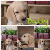 Labradoodle Puppies for sale in Oklahoma City, OK, USA. price: NA