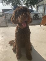 Labradoodle Puppies for sale in Boise, ID, USA. price: NA