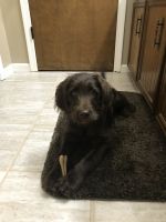 Labradoodle Puppies for sale in Grand Rapids, MI, USA. price: NA