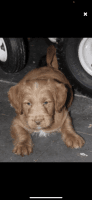 Labradoodle Puppies for sale in Kingston, PA 18704, USA. price: NA