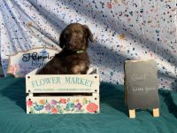 Labradoodle Puppies for sale in Owenton, KY 40359, USA. price: NA