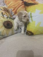 Labradoodle Puppies for sale in Florence, AL, USA. price: NA