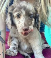 Labradoodle Puppies for sale in Fort Mill, SC, USA. price: NA