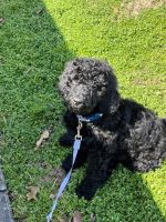 Labradoodle Puppies for sale in Huffman, TX 77336, USA. price: NA