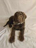 Labradoodle Puppies for sale in Conyers, GA, USA. price: NA