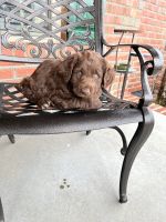 Labradoodle Puppies for sale in Godwin, NC 28344, USA. price: NA