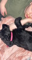 Labradoodle Puppies for sale in Rice Lake, WI, USA. price: NA