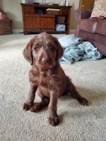 Labradoodle Puppies for sale in Colesburg, IA 52035, USA. price: NA