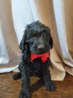 Labradoodle Puppies for sale in McKinney, TX 75070, USA. price: NA