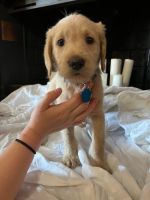 Labradoodle Puppies for sale in Choctaw Beach, FL 32578, USA. price: NA