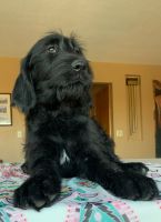 Labradoodle Puppies for sale in Benton County, WA, USA. price: NA