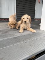 Labradoodle Puppies for sale in East Orange, NJ, USA. price: NA