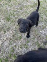 Labradoodle Puppies for sale in Lexington, SC, USA. price: NA