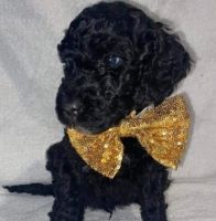 Labradoodle Puppies for sale in Akron, OH 44314, USA. price: NA