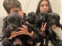 Labradoodle Puppies for sale in Sacramento, CA 95823, USA. price: NA