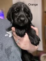 Labradoodle Puppies for sale in Osgood, IN 47037, USA. price: NA