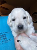 Labradoodle Puppies for sale in Holton, IN 47023, USA. price: NA