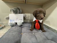 Labradoodle Puppies for sale in Lockport, IL, USA. price: NA