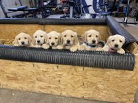 Labradoodle Puppies for sale in Paulding County, OH, USA. price: NA
