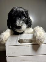 Labradoodle Puppies for sale in Roseville, CA, USA. price: NA