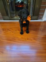 Labradoodle Puppies for sale in Natick, MA 01760, USA. price: NA