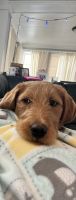Labradoodle Puppies for sale in Chaska, MN 55318, USA. price: NA