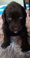 Labradoodle Puppies for sale in Houston, TX 77079, USA. price: NA