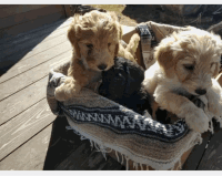 Labradoodle Puppies for sale in Fabius, NY 13063, USA. price: NA