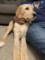 Labradoodle Puppies for sale in Clayton, NC 27520, USA. price: NA