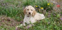 Labradoodle Puppies for sale in Elizabeth City, NC 27909, USA. price: NA