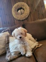 Labradoodle Puppies for sale in Aitkin, MN 56431, USA. price: NA