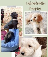 Labradoodle Puppies for sale in Okanogan, WA 98840, USA. price: NA