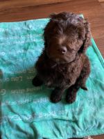 Labradoodle Puppies for sale in Lanham, MD 20706, USA. price: NA